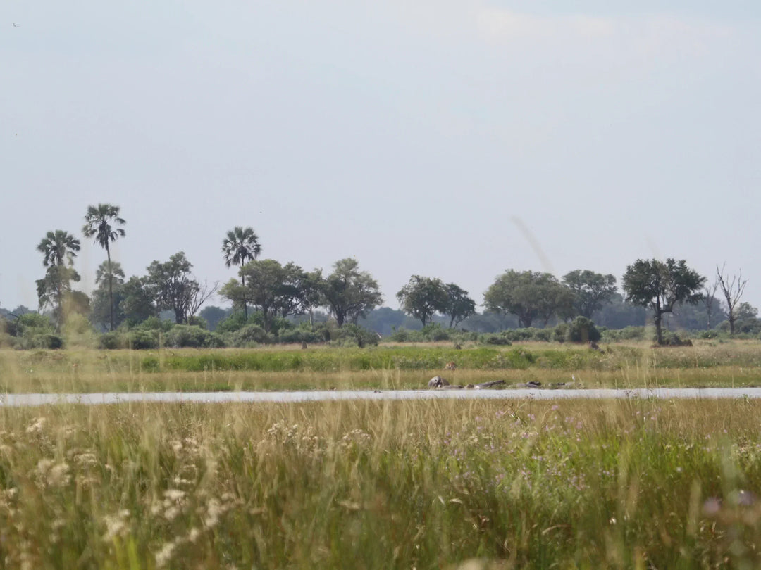 Okavango Delta Safari Travel Guide