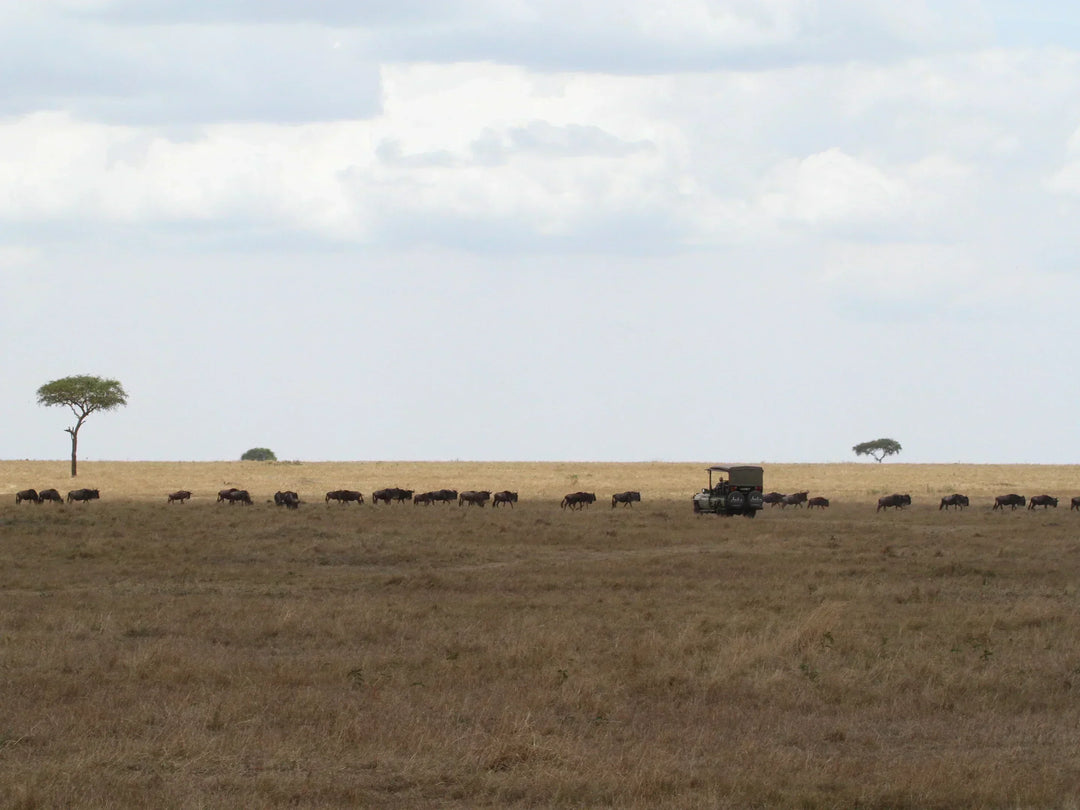 Serengeti Safari Travel Guide by Safari Store USA